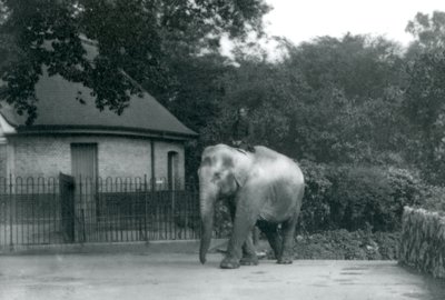 Syed Ali traint Indiarani, terwijl ander personeel en verzorgers toekijken, London Zoo, juni 1922 door Frederick William Bond